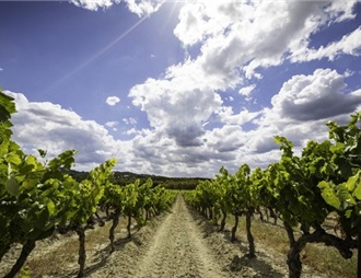 产量增长22% 法国成为最大有机葡萄酒生产国