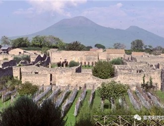意大利龐培古城復原古老葡萄種植園