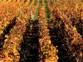 法國葡萄酒和烈酒去年出口創紀錄