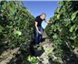 2022年比利時葡萄酒產量創歷史新高