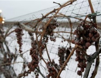 加拿大英属哥伦比亚省葡萄酒产量恐腰斩