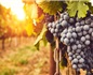 瑞典葡萄酒產業隨著全球氣候變暖而增長