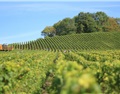 天氣是如何影響葡萄酒品質的？