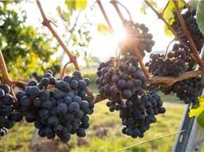 希臘優先發展葡萄酒旅游產業
