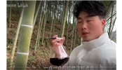 把葡萄酒注射進竹子里一個月后發生什么？