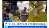 澳大利亞葡萄酒產能過剩 酒農拔除葡萄園