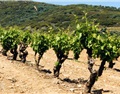 歐洲歌海娜優質葡萄酒:地中海果香中的芬芳