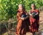 緬甸第一家葡萄酒園Aythaya獲如潮好評