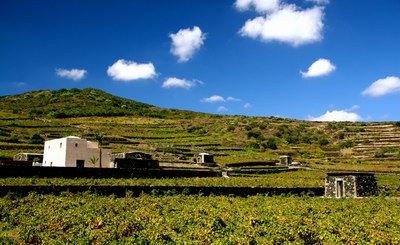 意大利多娜佳塔酒庄donnafugatawinery