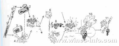 葡萄常见病及治疗方案(上)