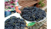 大娘展示農村釀葡萄酒過程
