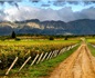 玻利維亞高海拔葡萄酒正在征服海外市場