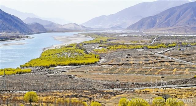 西藏山南市桑日县大力发展葡萄产业助农牧民增收:葡萄酒资讯网(www.