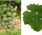 Cabernet Blanc 白嘉本納