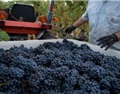 俄罗斯酒用葡萄或涨价30%以上