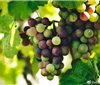 什么是葡萄的品系、变异、种内杂交、种间杂交