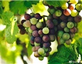 什么是葡萄的品系、变异、种内杂交、种间杂交