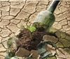 干旱严重威胁智利葡萄酒产业