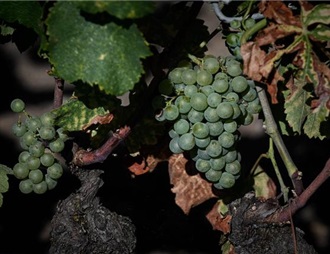 高温天气或助法国葡萄提前丰收
