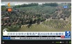 【视频新闻】法国农业部预计葡萄酒产量2022年将大幅增长
