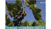 新疆和硕县14万亩酿酒葡萄进入采收季