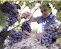 今年西班牙葡萄酒预计产量下降 价格将小幅上涨