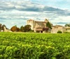 波尔多葡萄酒产区打算减少10%的葡萄园