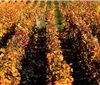 法国葡萄酒和烈酒去年出口创纪录