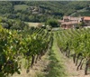 十款世界上最受欢迎的意大利葡萄酒