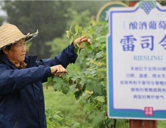 重庆美心红酒小镇形成葡萄酒产业生态链