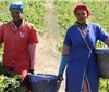 南非的葡萄酒产业正逐步摆脱困境