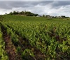法国今年的葡萄酒产量预计将下降2%