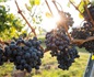 希腊优先发展葡萄酒旅游产业