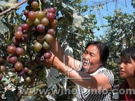 河北定州妇女22年创办葡萄酒庄