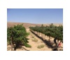以色列酒庄Kish Farm：老人与沙在天涯