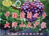 大泽山葡萄节——迎宾山庄开心采摘园