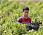 比利时学者：阿尔及利亚促成欧洲葡萄酒产区体系建立
