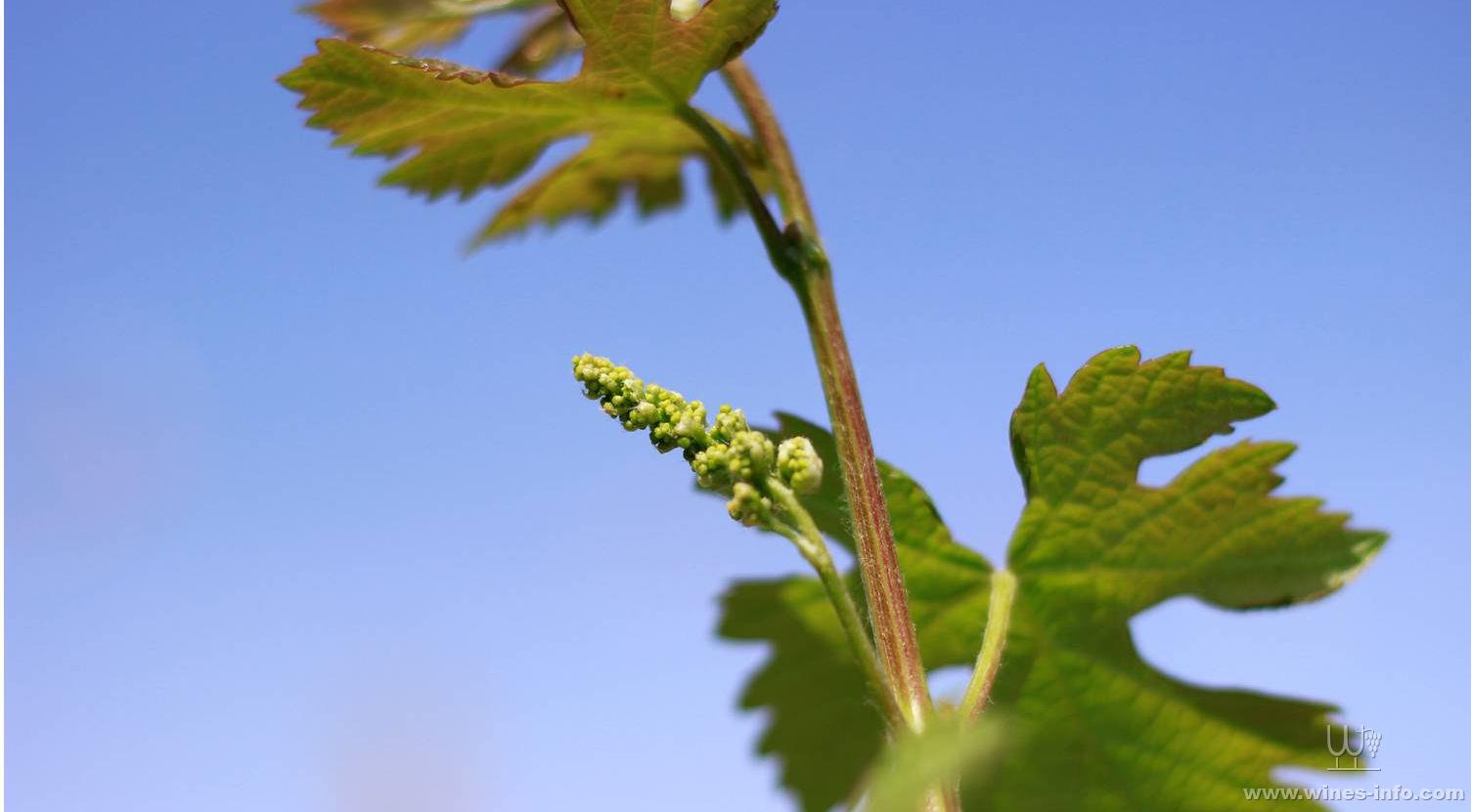 中國> 新疆產區> 正文 tips:抹芽,就是在葡萄發芽後至開花前,去掉