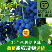 新鲜酿酒葡萄蛇龙珠造酒葡萄批发20年老藤无公害顺丰送货走冷藏车