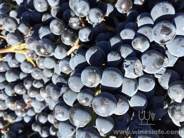 E:\新闻图片\portteus-vineyard-grapes.jpg