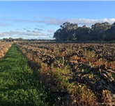 Bleasdale Vineyard