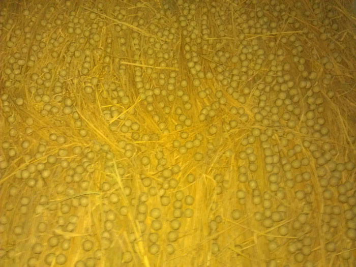 IMAG3465.jpg