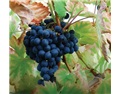 伟大的葡萄品种——Mataro