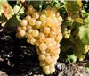 逃离北上广，夏瑟拉（Chasselas）在家乡活得更好