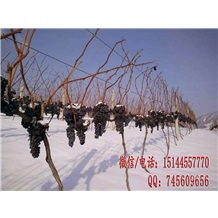 北冰红葡萄苗 集安冰葡萄苗