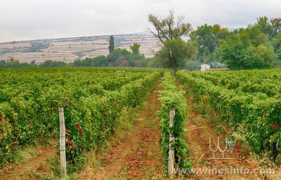 Vineyards_in_pomorie_region.jpg