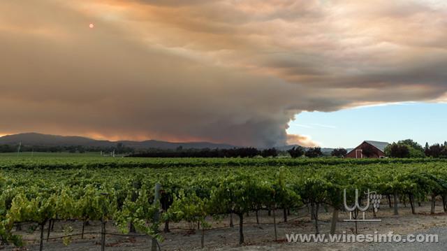 Smoky-Vineyard.jpg