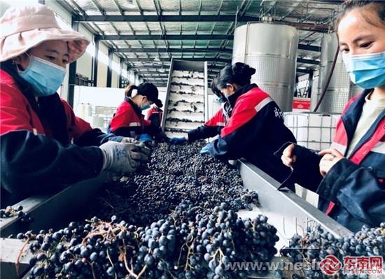 新闻 厦门援藏工作组助力左贡打造特色葡萄产业链