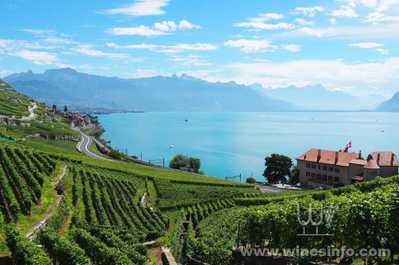 Lavaux-Wine-Hike-Switzerland-12_social.jpg