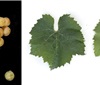 Chardonnay Musque 麝香霞多丽